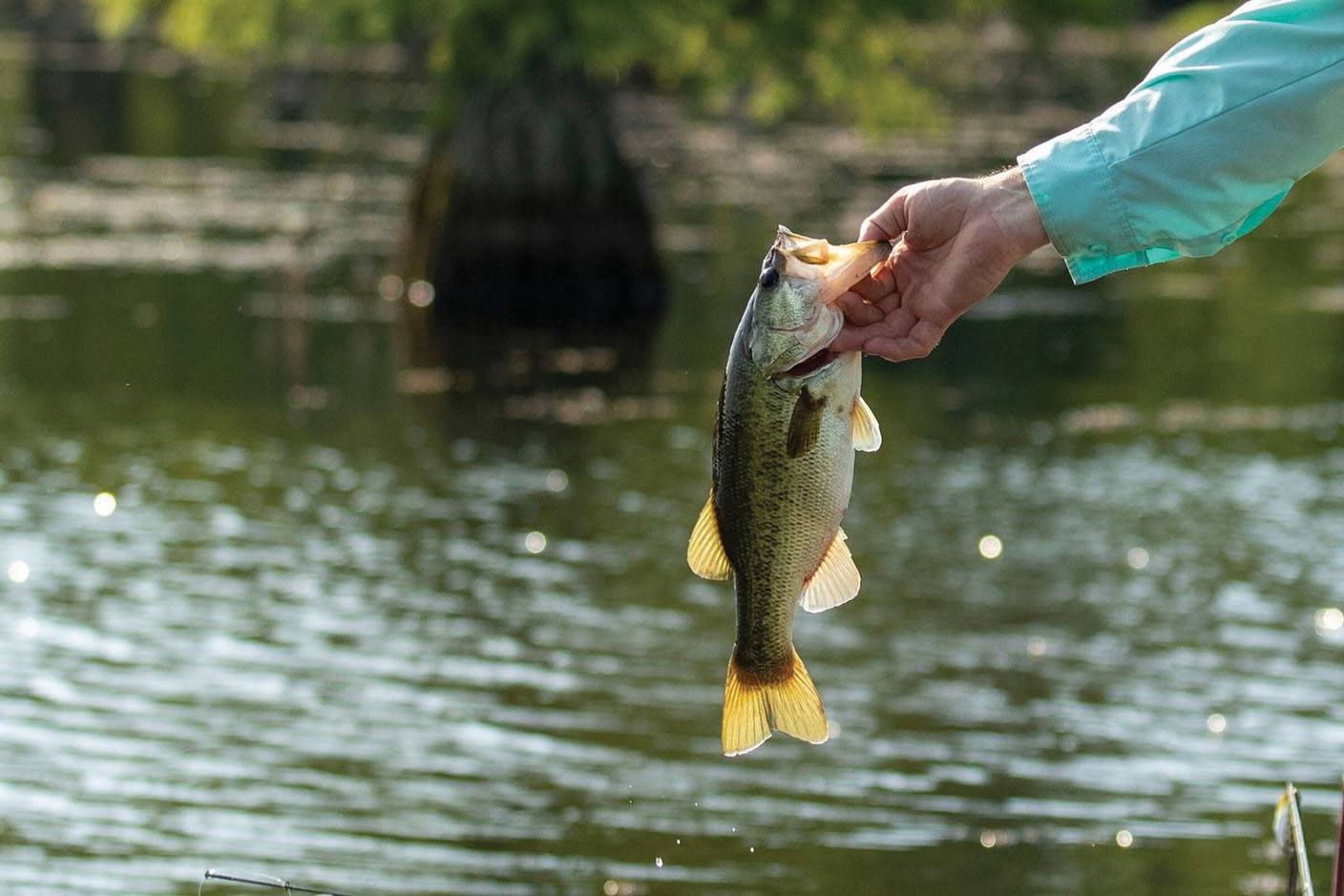 Bass Fishing: How to Catch Bass on Plastic Worms (How to Catch