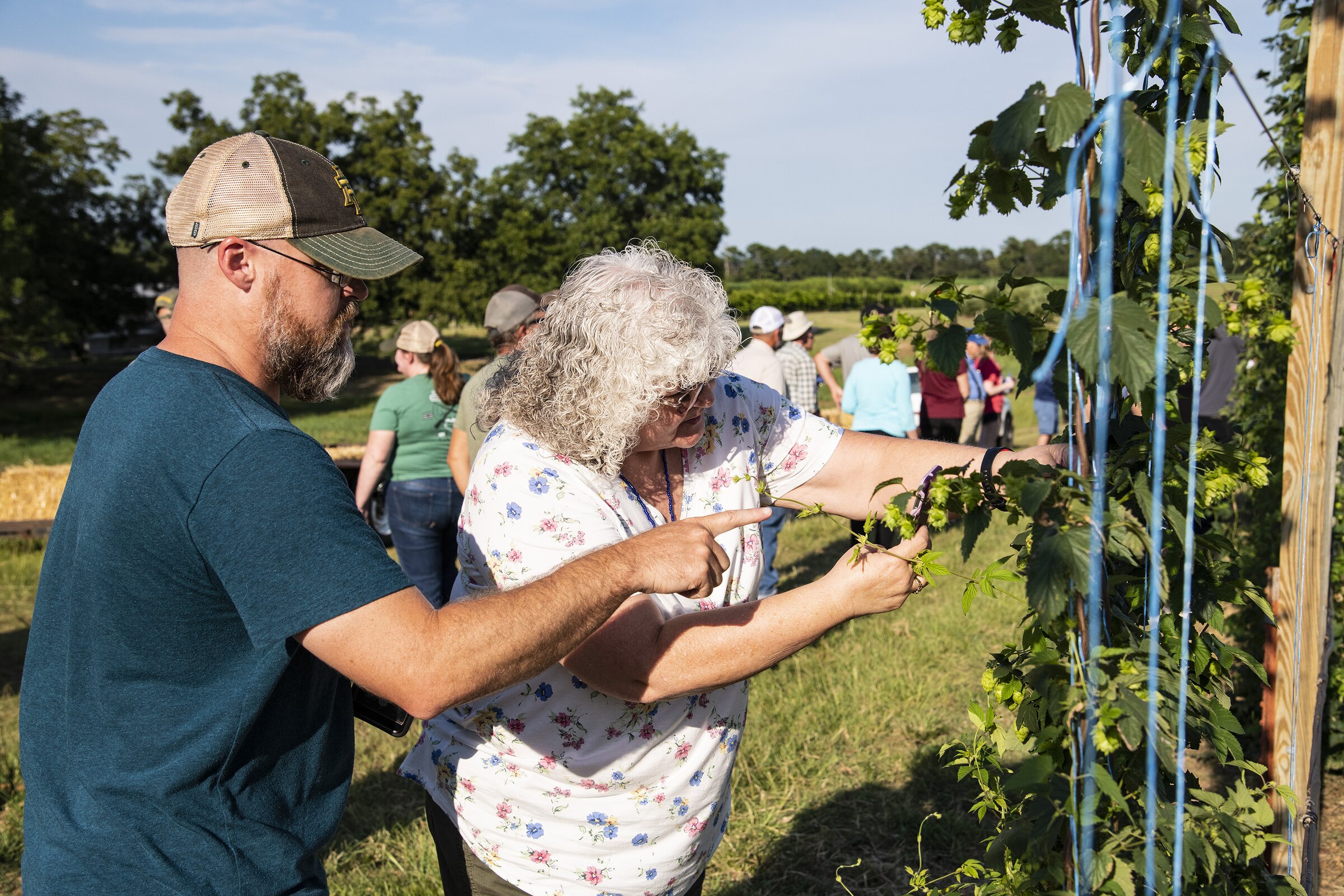 State hops research targets yield, quality