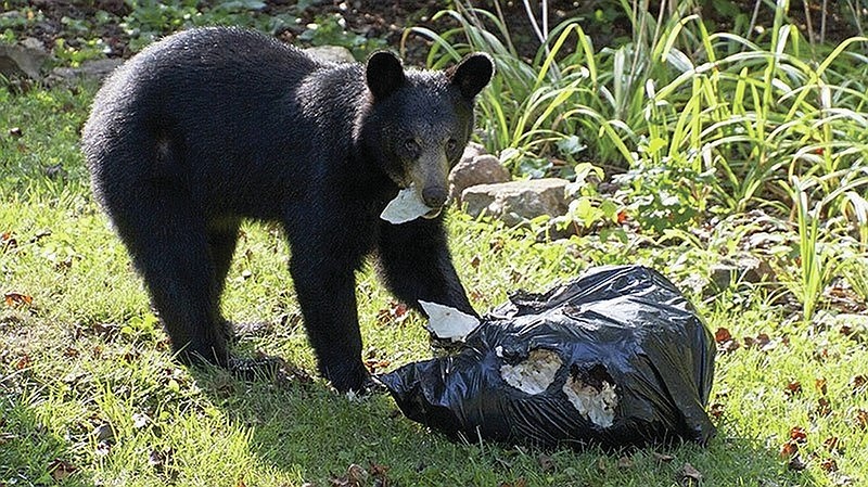 When young black bears awake in the spring, their mothers send them off to find new homes of their own. Letting a black bear scavenge for food around your house — or worse yet, feeding it deliberately — can cause problems for human  neighbors. Put away any possible food, including deer feeders, bird feeders and dog food, and keep trash cans locked or put away until the wayward youth moves on. (Courtesy Photo/Arkansas Game and Fish Commission)