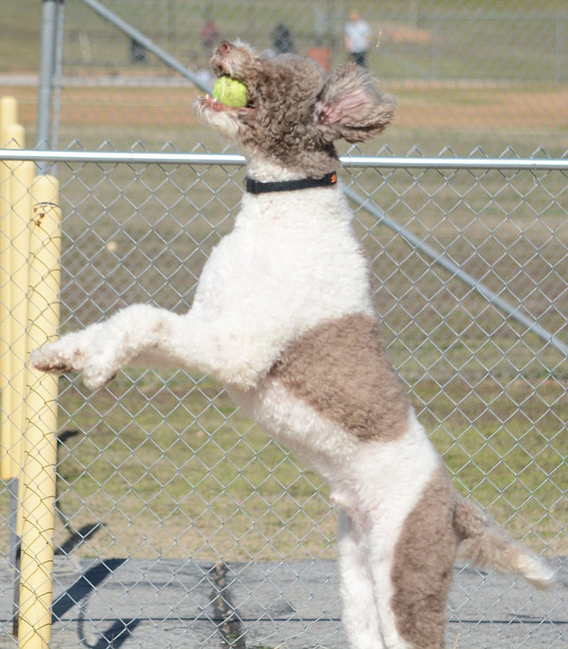 Bennett Horne/The Weekly Vista Dutch Chocolate leaps to snag a tennis ball during a play date at Bella Vista's K9 Corral Dog Park.