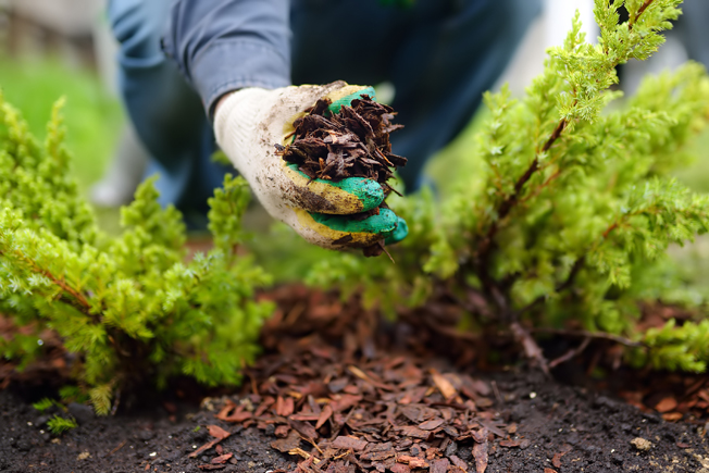 Keep plants thriving despite the heat of summer - Vimarsana News