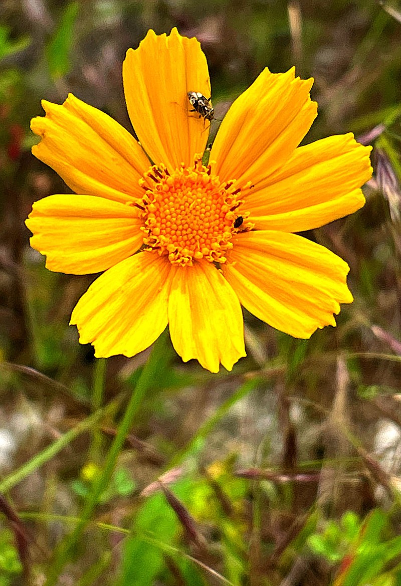 Randy Moll/Westside Eagle Observer
Lance-leaved coreopsis blooms along Arkansas Highway 59 on the south side of Gentry. The native wildflower is also called by the common name of tickseed. The brilliant blooms along the highway are, at least in part, the result of the Arkansas Department of Transportation seeding the native wildflowers along state highways as a part of its wildflower program.