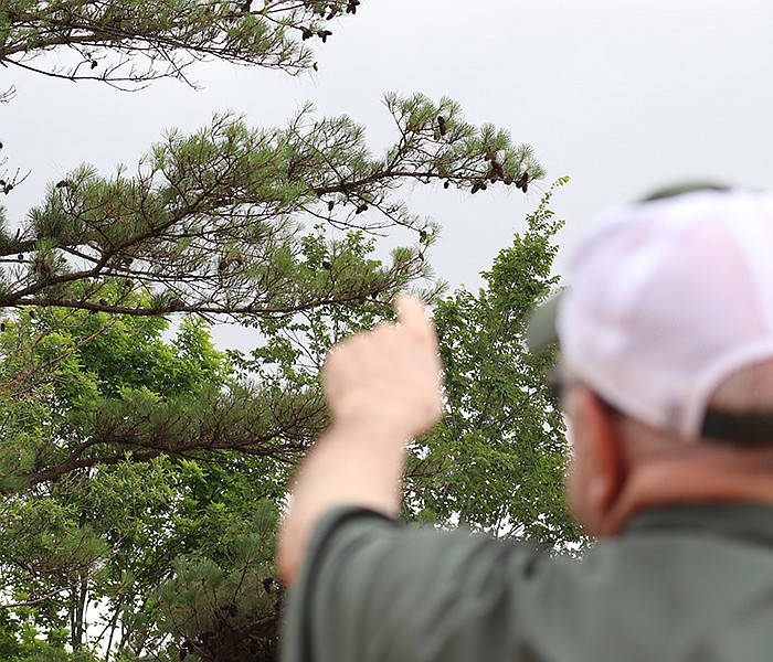 Arkansas State Forester Joe Fox points at excess cones growing on a pine tree in south Arkansas on May 24, 2023. (Arkansas Democrat-Gazette/Josh Snyder)