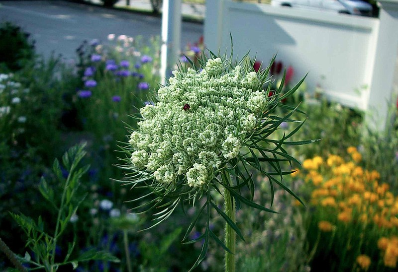 Airy and white, the flowerheads of Queen Anne's lace comprise clusters of groups of small white flowers with each group opening around a much smaller purple flower. (Special to the Democrat-Gazette/Janet B. Carson)