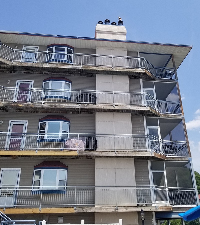 Photo courtesy Dorothy Kleindienst
In the picture you can see the Eagle perched on top of our sons condominium.