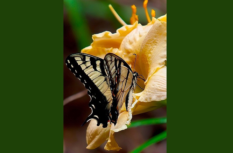 Rainbow Rhythm Orange Smoothie has a smaller bloom but is a treasure found for this Eastern Tiger Swallowtail. (TNS/Norman Winter)