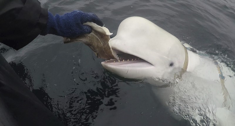 In this photo taken in April 2019 a beluga whale found in Arctic Norway is feeded. Norwegian authorities say that a beluga whale first spotted in Arctic Norway in 2019 with an apparent Russian-made harness and alleged to have come from a Russian military facility has been spotted off Sweden's west coast. (Jorgen Ree Wiig, Norwegian Directorate of Fisheries via AP)