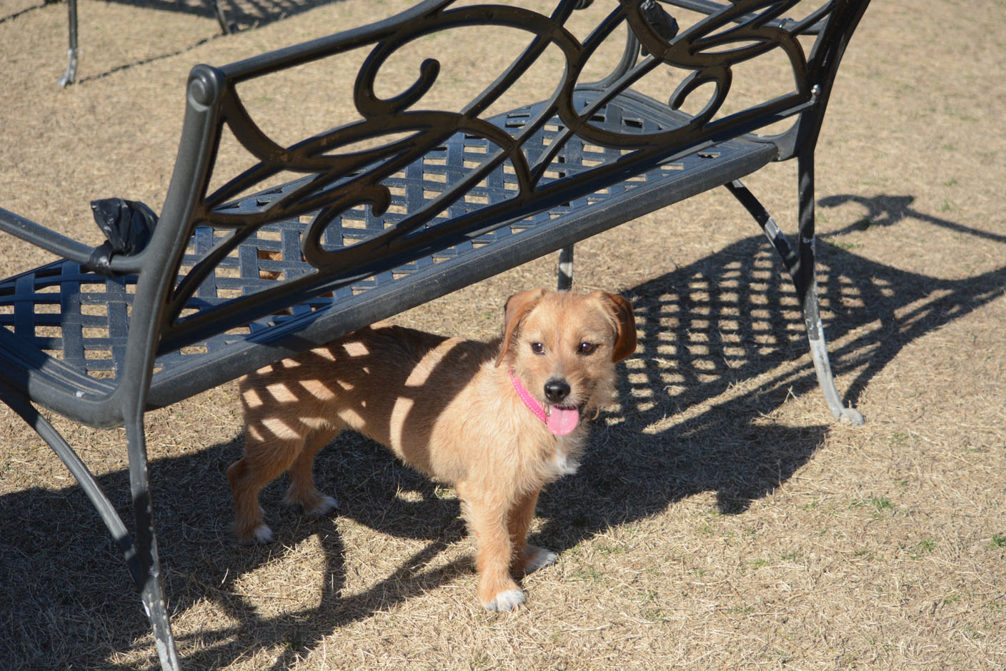 Delightful destination for dogs - Vimarsana News