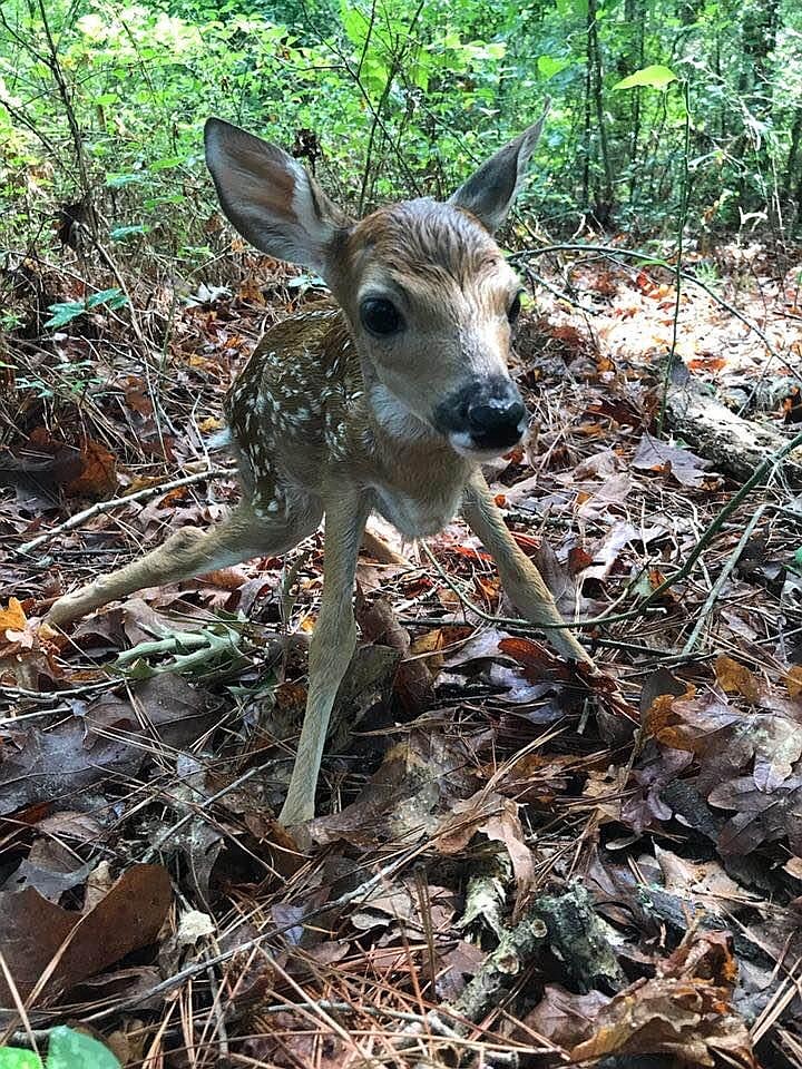 A fawn found in the woods in Southwest Arkansas. The fawn was alone when found, but its mother returned for it on the same day. (Staff photo by Lori Dunn)