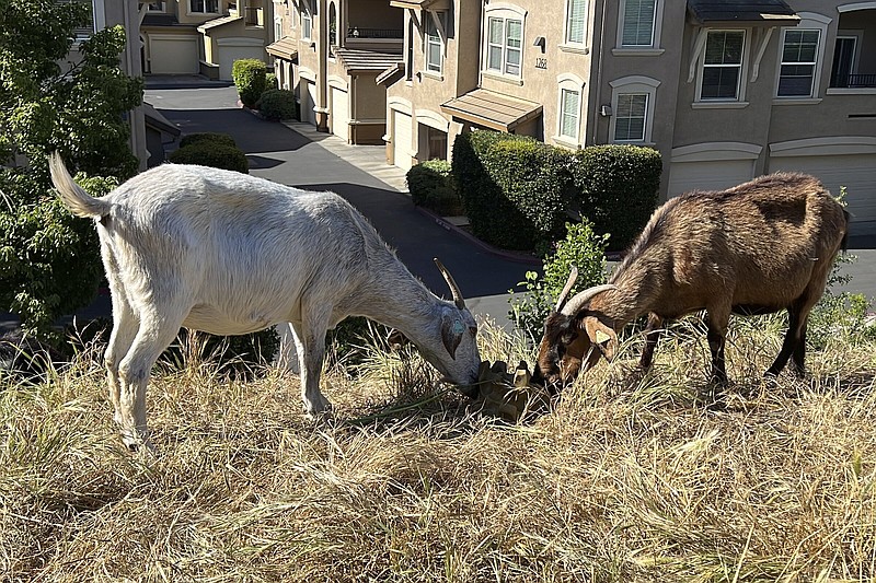 Goats graze on dry grass next to a housing complex in West Sacramento, Calif., on May 17, 2023. Goats are in high demand to clear vegetation as California prepares for the wildfire season, but a farmworker overtime law threatens the grazing business. (AP Photo/Terry Chea)