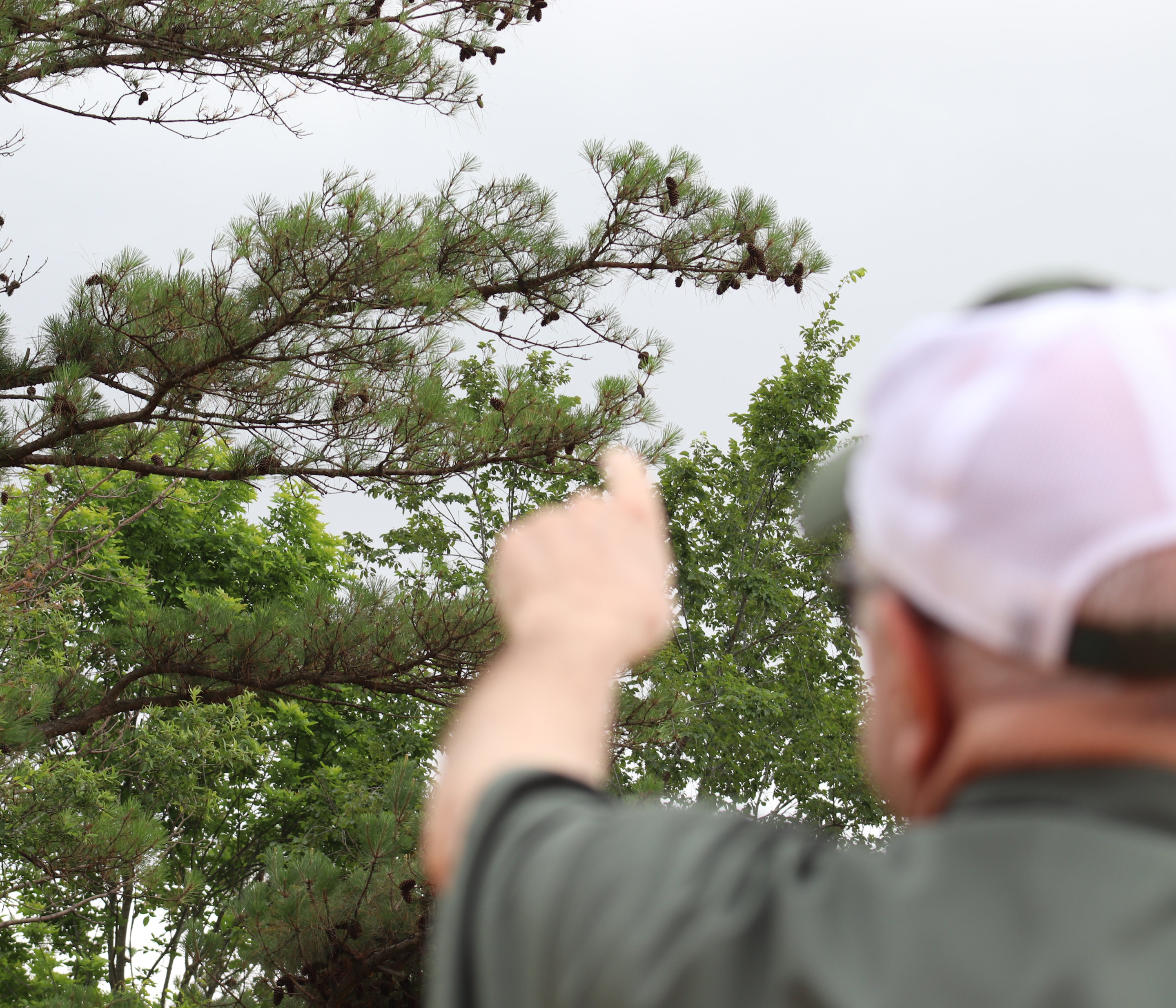 Arkansas state tree faces mysterious foe - Vimarsana News