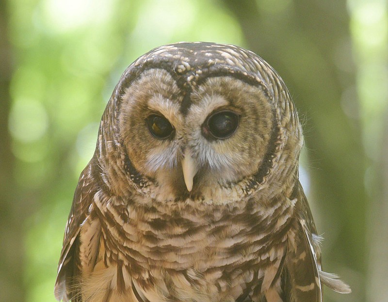 Barred owls are woodland dwellers. Sydney, a barred owl under Sciumbato's care, was hit by a car and a wing injury makes the owl unable to be released, so it is one of her "education birds."
(NWA Democrat-Gazette/Flip Putthoff)