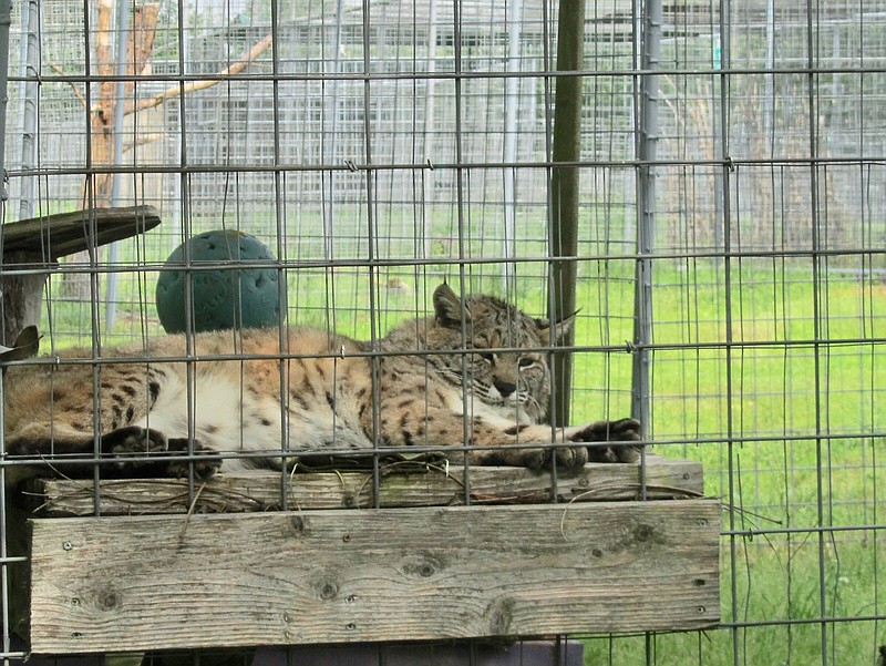 A male bobcat named Dillian is among the smaller residents of Turpentine Creek. (Special to the Democrat-Gazette /Marcia Schnedler)