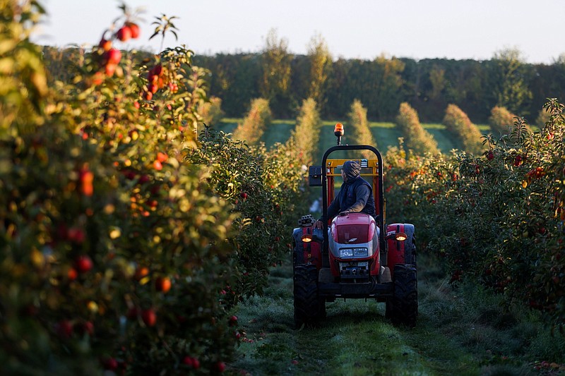 A farmer drives a tractor through an apple orchard on a farm in Faversham, UK, on Tuesday, Oct. 18, 2022. As large parts of England are likely to remain in an official drought until next year yields could be as much as 50% lower for foods such as onions, carrots, apples or sugar beets. MUST CREDIT: Bloomberg photo by Chris Ratcliffe