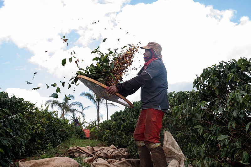 A worker separates coffee cherries during a harvest in Brazil. MUST CREDIT: Bloomberg photo by Patricia Monteiro