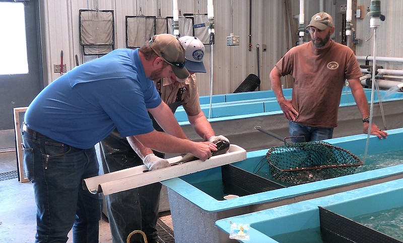 Arkansas Game and Fish Commission Fish Management Biologist Andy Yung, left, tags a channel catfish while AGFC District 8 Fisheries Supervisor Brett Hobbs holds the fish and Andrew H. Hulsey State Fish Hatchery Manager Jeff Newman looks on May 1 at the hatchery. The fish were being tagged for the Hot Springs Fishing Challenge. - File photo by Courtney Edwards of The Sentinel-Record