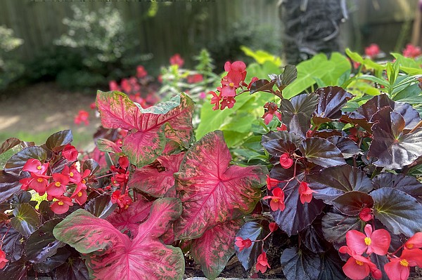 THE GARDEN GUY: Heart to Heart ignites a fiery revival in caladiums - Vimarsana News