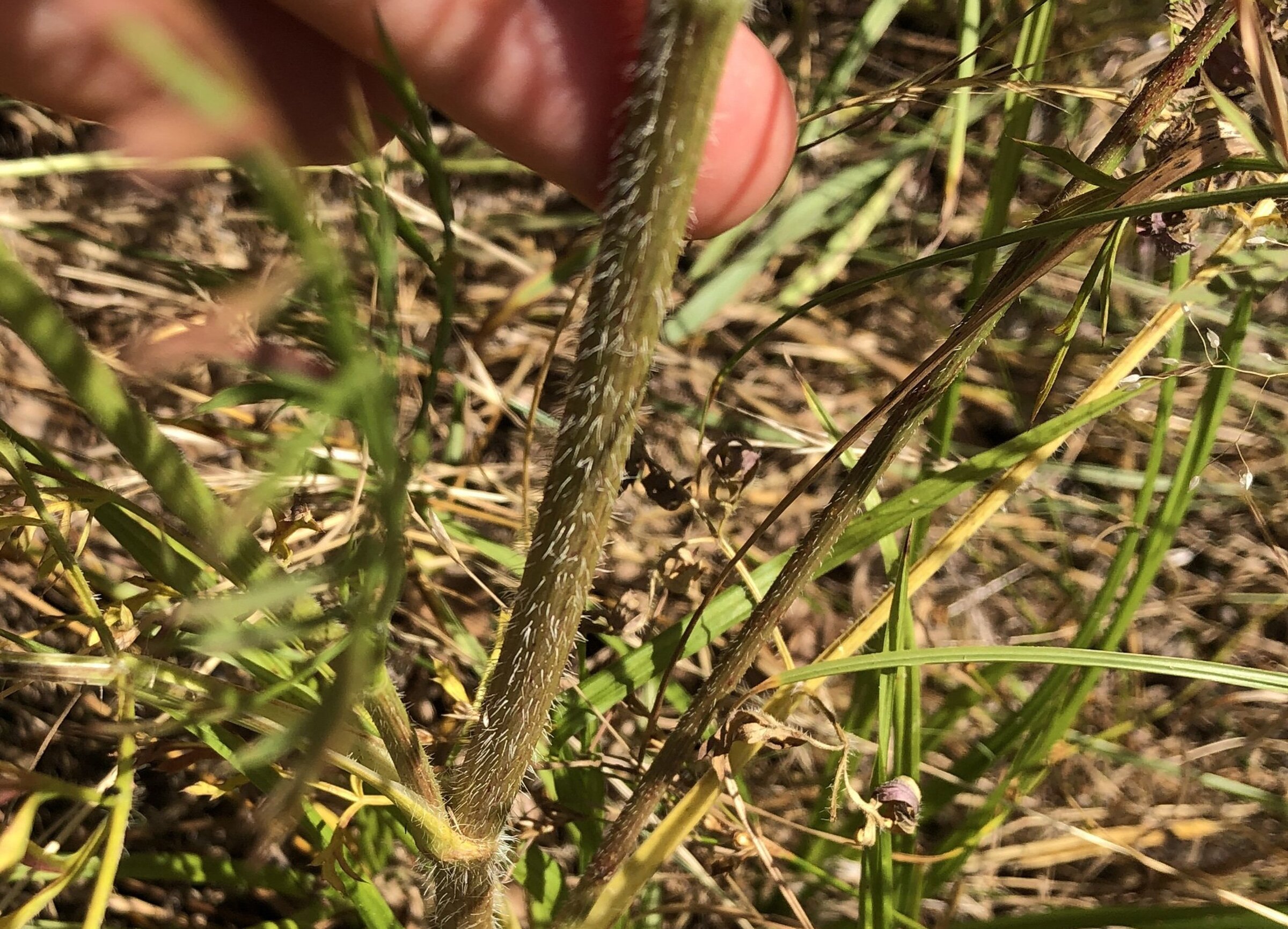 Audio Blog: Poison Hemlock or Queen Anne's Lace? How to Tell - Advanced  Turf Solutions