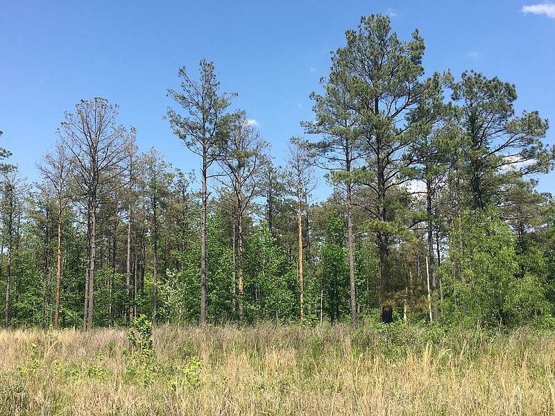 Loblolly pines show brown and dropped needles, symptoms of an ailment researchers are trying to diagnose. This photo was taken near the community of Selma in Drew County. (Special to The Commercial/Mike Blazier/University of Arkansas at Monticello)