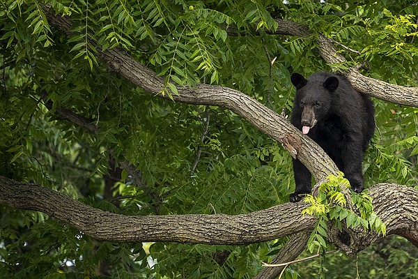 Bear wanders DC neighborhood sparking frenzy before being captured Bear wanders DC neighborhood sparking frenzy before being captured