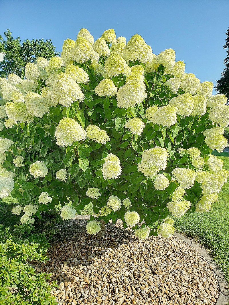 Get more hydrangea with these simple steps Siloam Springs HeraldLeader