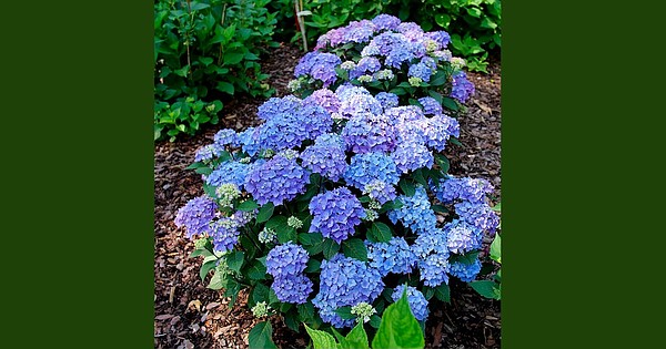 GARDEN GUY: To know where and when to prune, read the leaves - Vimarsana News