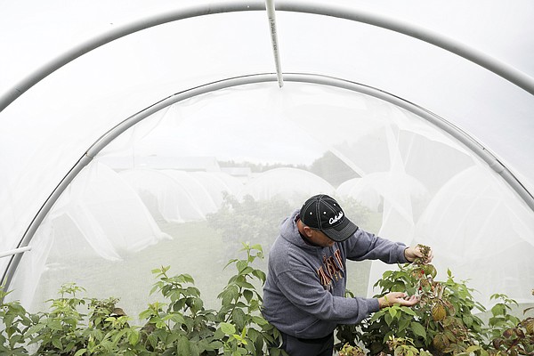 To fight berry-busting fruit flies, researchers focus on sterilizing the bugs - Vimarsana News