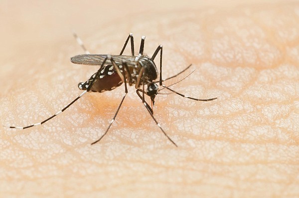 Ouachita County restarts mosquito abatement program - Vimarsana News