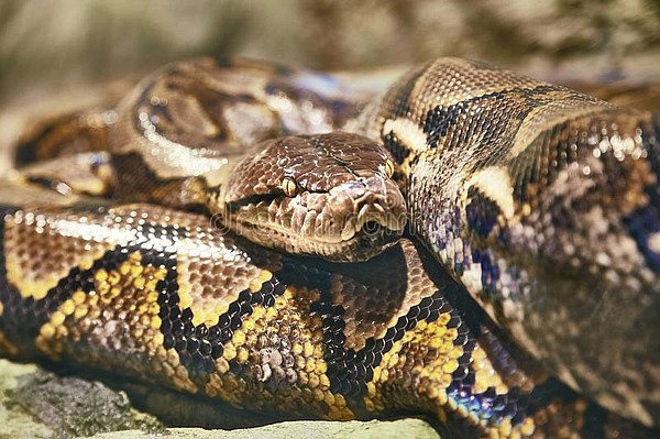 OPINION | Curtis Varnell: 'Old Sam' slithered into history even if he never existed - Vimarsana News