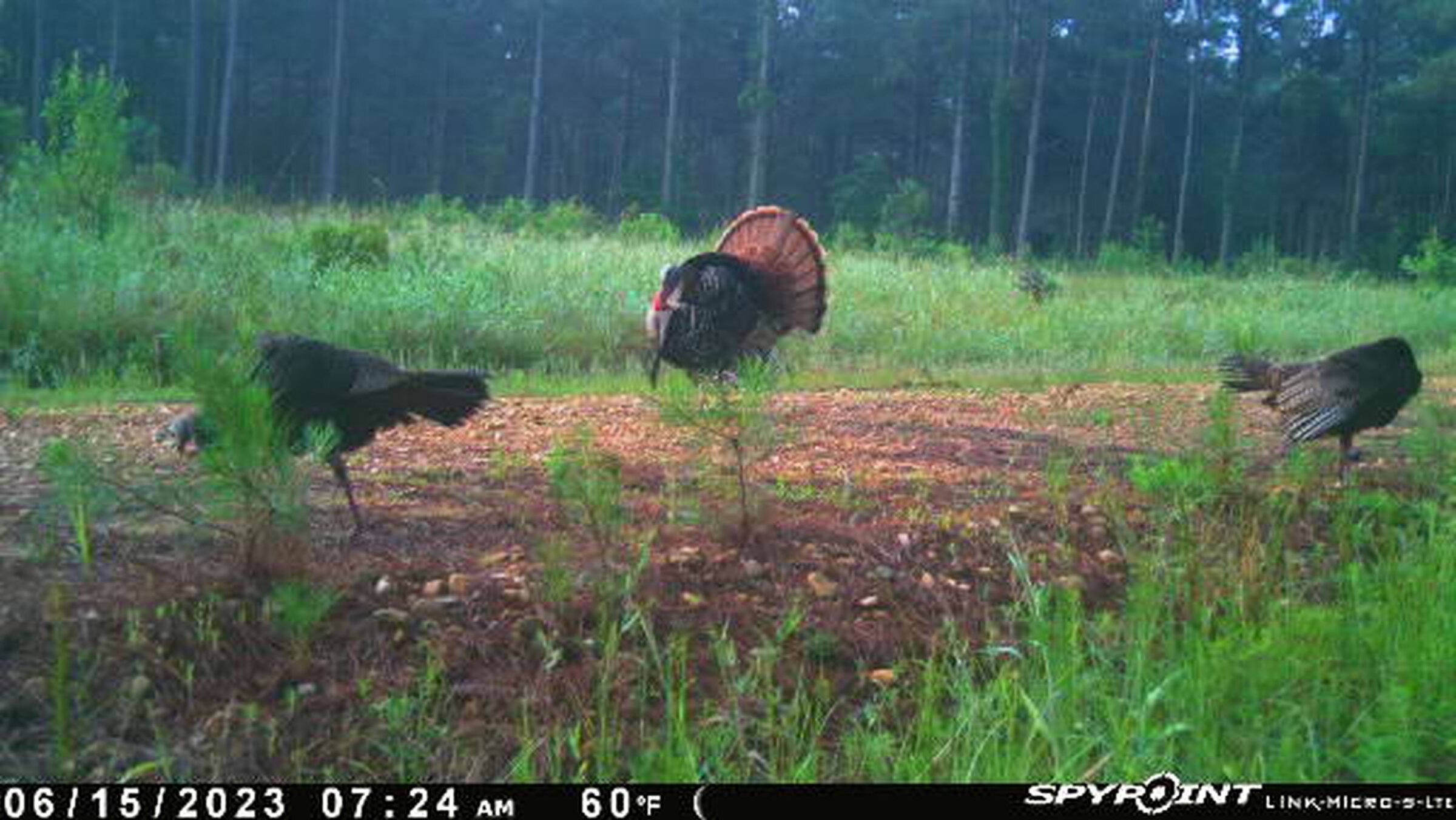 Turkey hunters bag 9,203 birds in Arkansas season