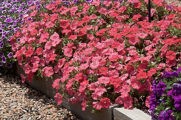 GARDEN GUY: Bermuda Beach Supertunia clobbers the holy wow button - Vimarsana News
