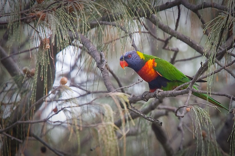 In Australia, Robert Hawkins photographed many Rainbow Lorikeets, keeping this image because he likes how the bright plumage contrasts with the drab background. (Special to the Democrat-Gazette/Robert Hawkins)