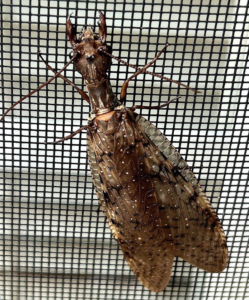 Ohio Birds and Biodiversity: Dobsonfly: Bit of a horrorshow, this one