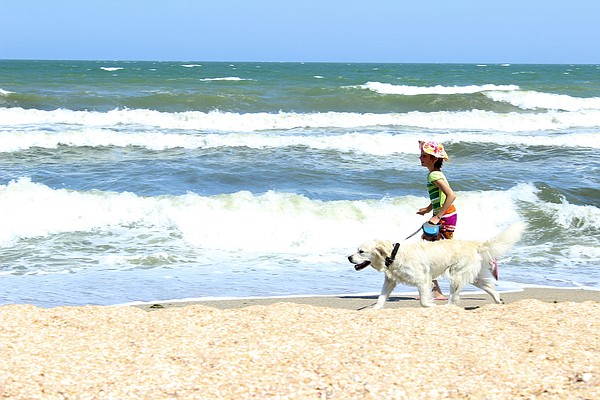 Traveling with furry friends How to keep you and your pets safe this summer Traveling with furry friends How to keep you and your pets safe this summer