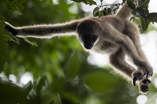 A scientist's quest to save the Americas' biggest monkey - Los