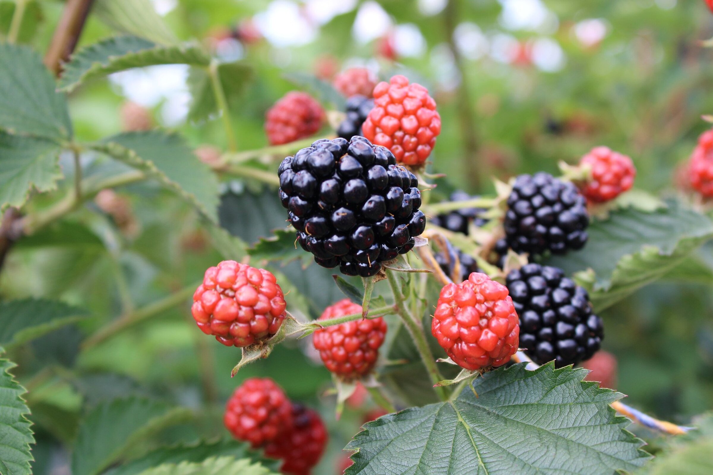 Arkansas’ Fruit Research Station hosts Blackberry Field Day