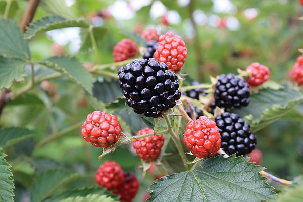 Research station hosts Blackberry Field Day - Vimarsana News