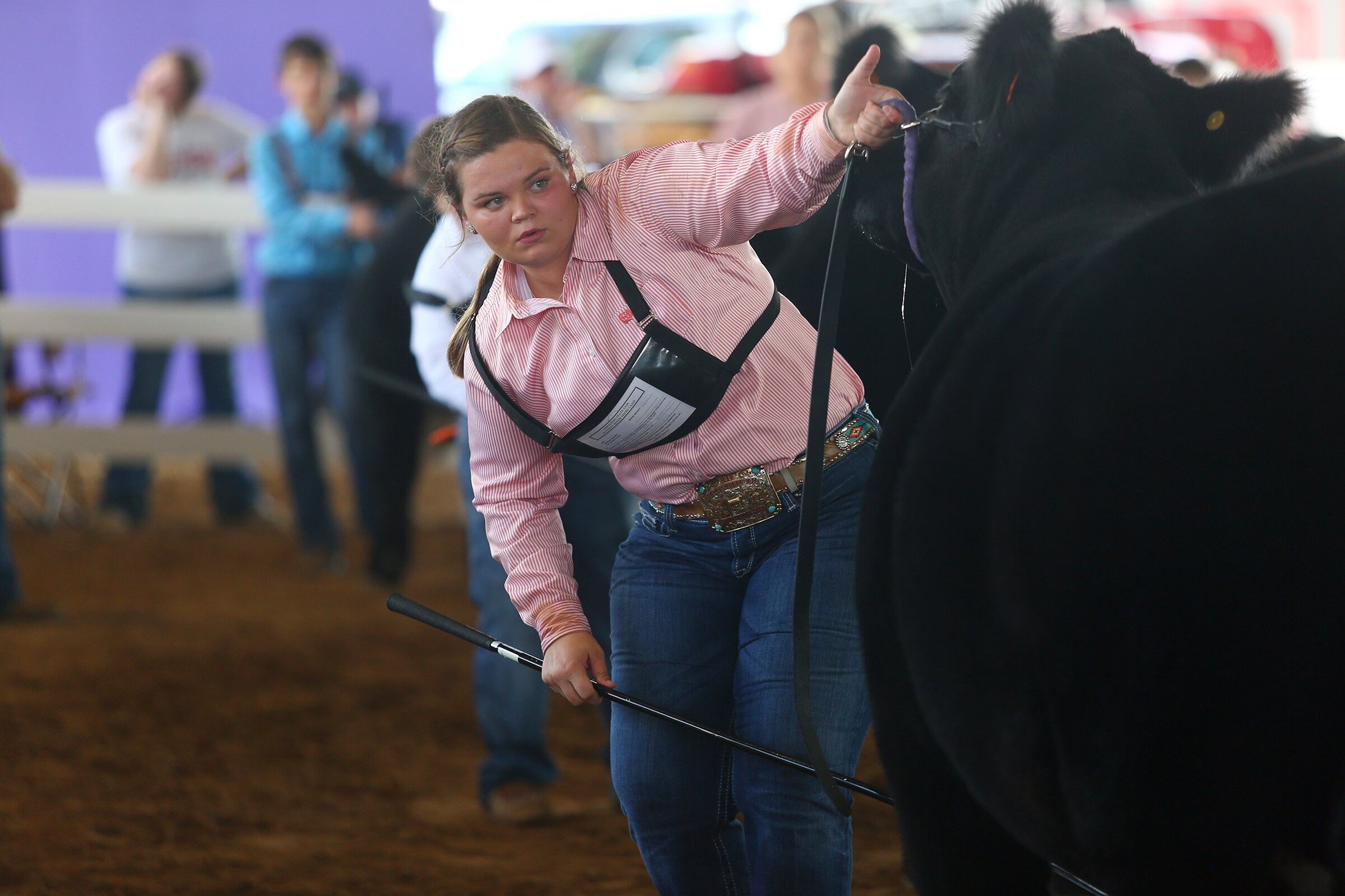 Free Livestock 101 Clinic in Monticello teaches youths how to show animals in ring
