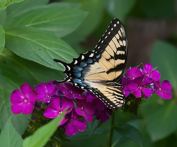 GARDEN GUY: Phlox brings in bees, birds and butterflies - Vimarsana News