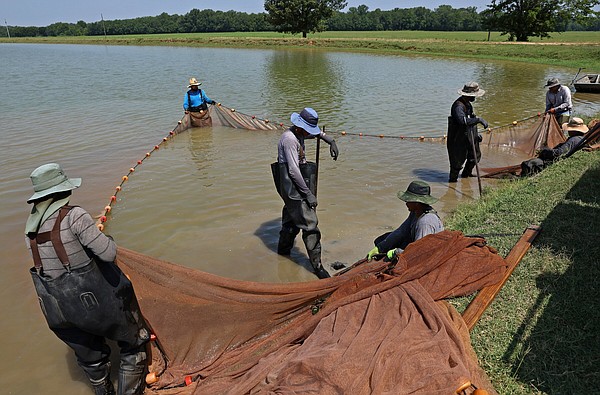 How Lonoke farm bred world's largest minnow  The Arkansas Democrat-Gazette  - Arkansas' Best News Source