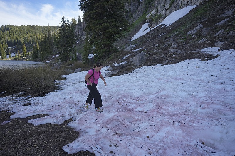 Jana Brough walks across pink-hued snow at Tony Grove Lake on Wednesday, June 28, 2023, near Logan, Utah. The snow's color has piqued the curiosities of hikers and campers throughout Utah this summer (AP Photo/Rick Bowmer)