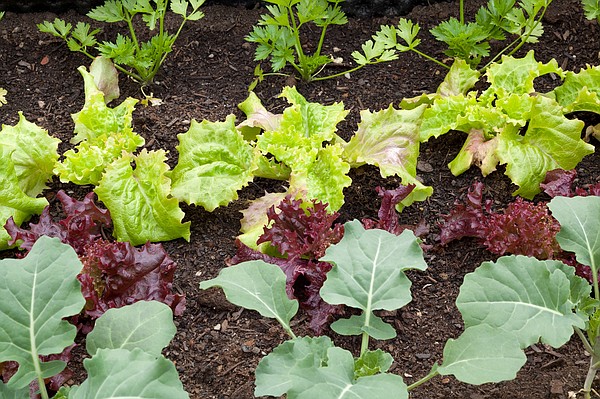 Planting new life: Dallas vegetable garden gives hope to trafficking victims - Vimarsana News