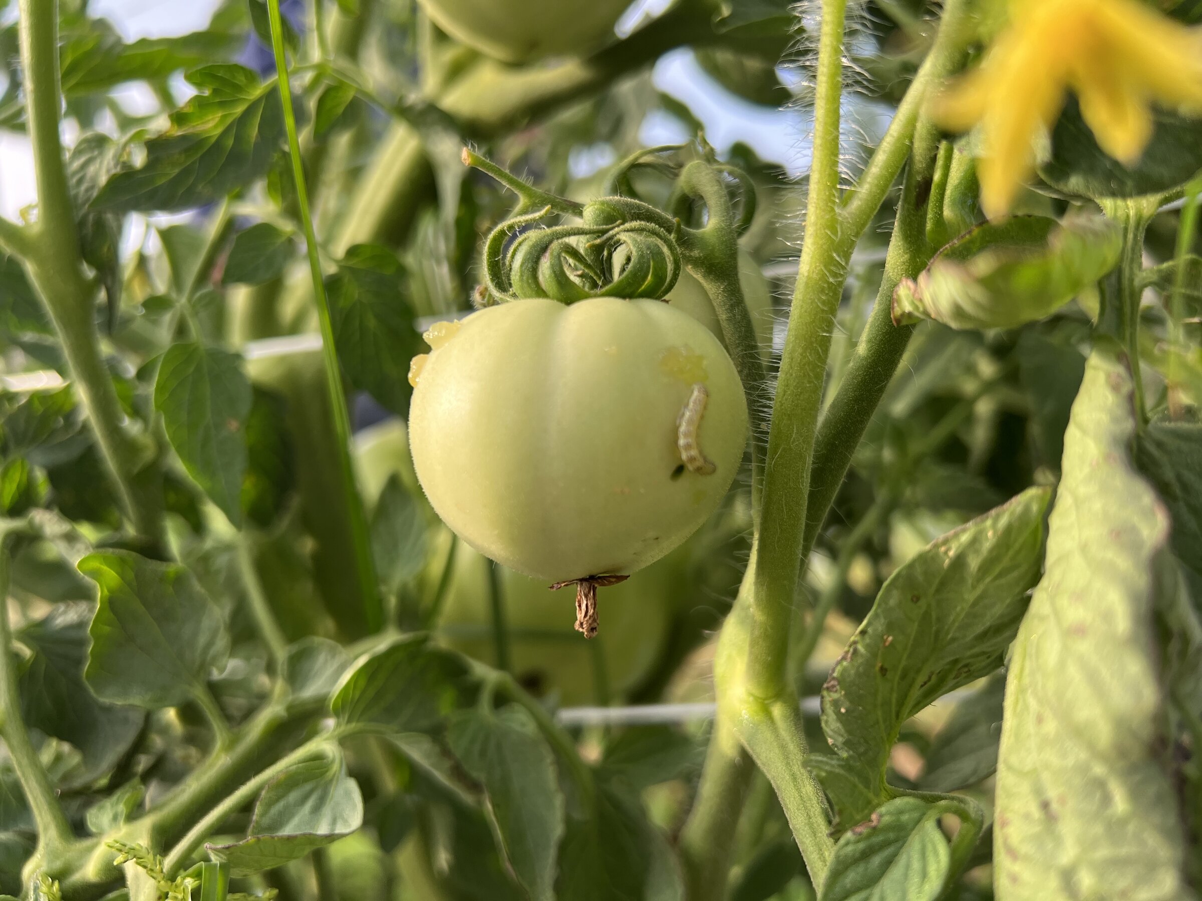 Tomato, corn pest populations growing in Arkansas