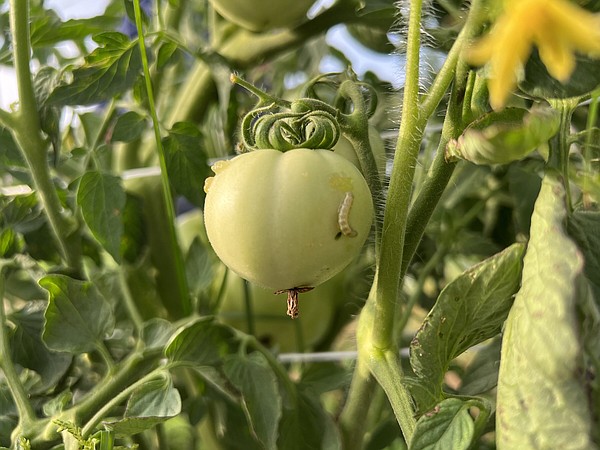 Tomato, corn pest populations growing - Vimarsana News