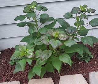 IN THE GARDEN: Red-leafed hardy hibiscus is most pronounced in a