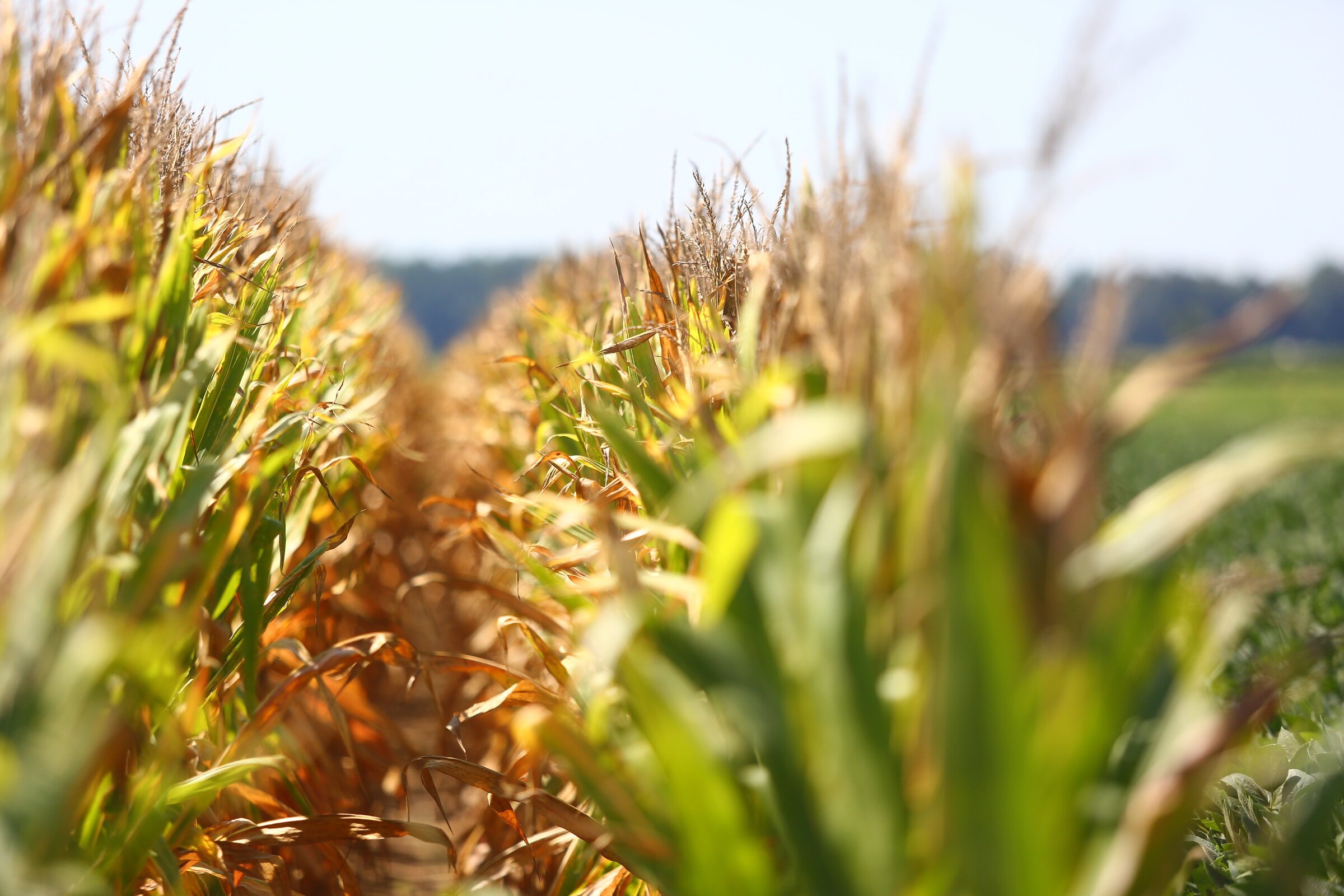 Report issued on corn, soybean acres in U.S.