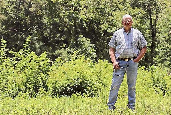 Blight confirmed in some Arkansas trees, but investigation into causes, scope continues - Vimarsana News