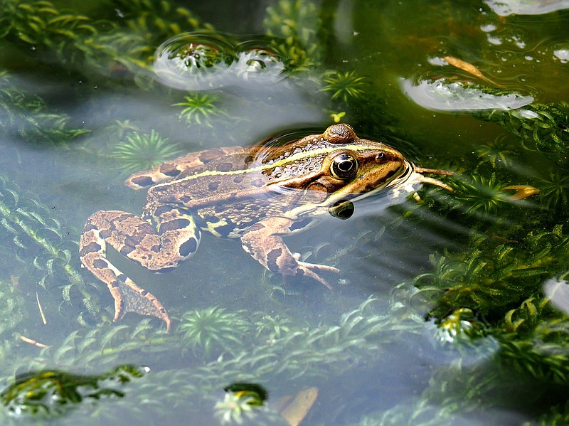 Creating Frog Friendly Habitats - Land for Wildlife