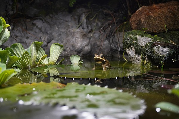 How to build the backyard frog pond you didn't know you needed - Vimarsana News
