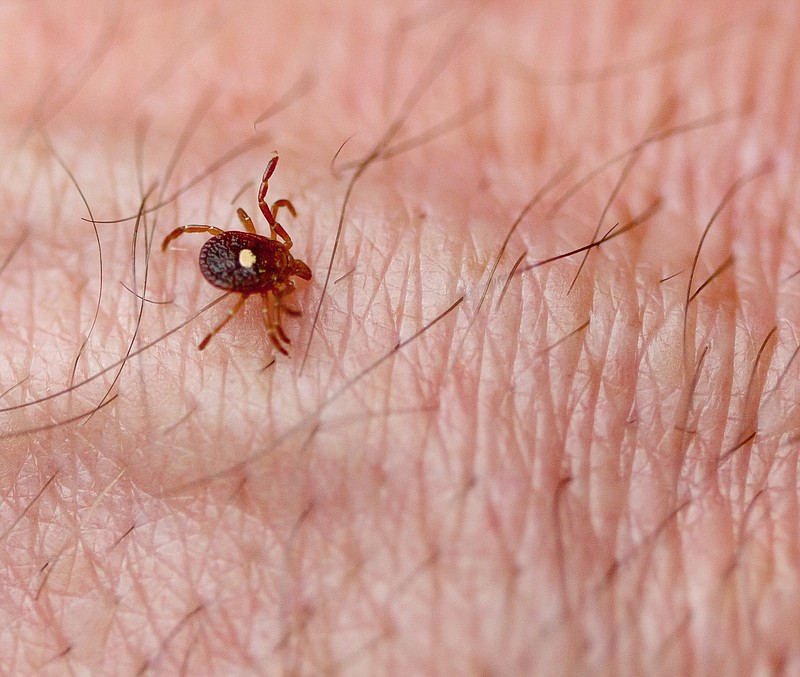 Shutterstock image
The Lone Star Tick